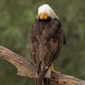 Northern Crested Caracara Display by Ann Gillis